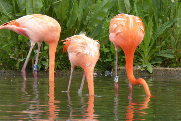 What the flamingos taught us in 2020